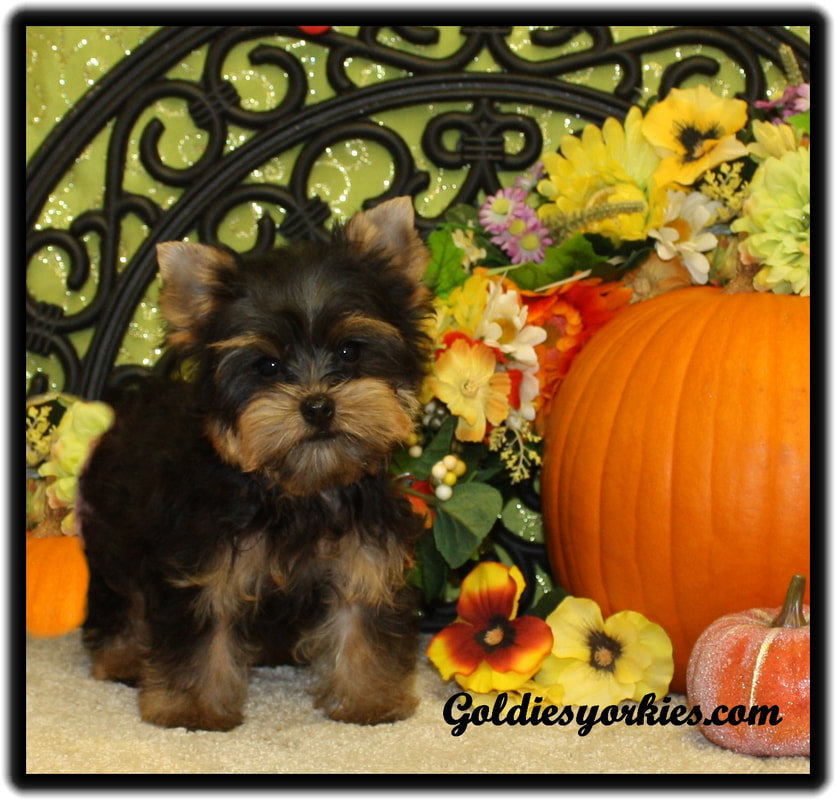 yorkshire terrier puppy for sale