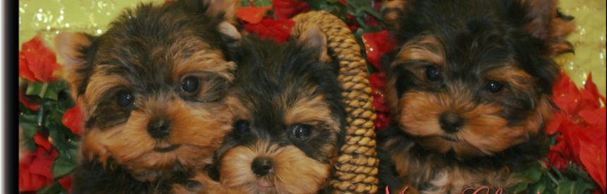 toy yorkie for sale